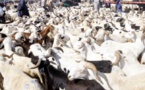 Tabaski 2024 : le gouverneur de Dakar publie les points de vente des animaux
