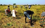 Lancement de la Campagne Agricole 2024-2025 au Sénégal : Une baisse du prix des engrais annoncée 