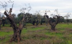 Une bactérie tueuse d'oliviers menace la Corse