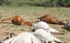 Abéné : mystère autour de la mort de plusieurs bœufs
