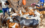 ​Tambacounda : Plus de 113 000 moutons déjà enregistrés pour la Tabaski avec un prix courant de 90 000 FCFA