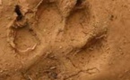 Parc Niokolo koba: des traces de pattes d'hyènes découvertes à côté des sandales de l'enfant disparu