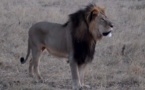 Zimbabwe: l'homme qui a abattu le célèbre lion Cecil est un Américain