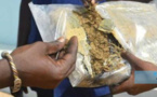 Ziguinchor : 12, 5 kg de chanvre indien saisis en l’espace d’une semaine