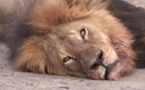 Lion Cecil: le Zimbabwe sanctuarise les abords du parc Hwange