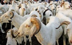 Tivaouane : près de 500 moutons distribués par la famille de Serigne Babacar Sy