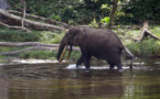 Congo-Brazzaville: colère contre un permis d’exploration pétrolière dans le parc de Conkouati-Douli