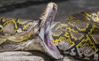 Une mère de famille retrouvée morte dans l’estomac d’un python en Indonésie