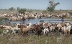 Foncier pastoral : un projet d'application en gestation