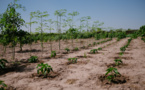 Louga : lancement d’une opération de plantation de 5 000 arbres