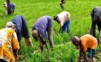 Riz de la vallée : 92 % de la production déjà récoltées