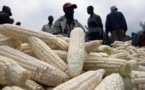 Agriculture: le Kenya prend le chemin des OGM