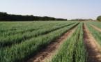 Fourniture d'équipements et d'intrants agricoles: une coopérative mise en place à Dakar pour booster le secteur de l'agriculture et de l'élevage