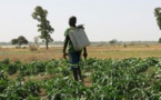 Projet Agri-Jeunes : 250 jeunes bénéficient d’un financement de 192 millions de F CFA