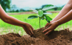 41 ème édition : Touba va abriter la campagne de reboisement nationale, plus de 7 millions de plants produits dans les pépinières 