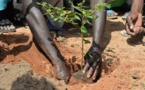 Campagne de reboisement : 410.000 plants de manguiers et d’anacardiers remis aux producteurs de Sindian