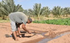 Pause pluviométrique : un risque pour l'agriculture sénégalaise