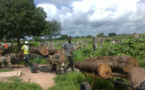  Lutte contre la déforestation et le trafic illicite de bois en Casamance : L’Etat veut relever le défi