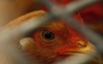 La Côte d'Ivoire peine à contenir l'épidémie de grippe aviaire
