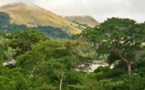 Les forêts africaines menacées par une exploitation anarchique