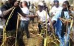 Khelcom : le coup d’envoi des récoltes donné ce 30 octobre