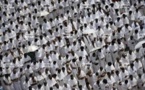Dernier bilan de la bousculade de Mina : 13 pèlerins Sénégalais retrouvés vivants