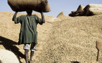 Sénégal : suspension des exportations de graines d’arachide pour la campagne 2024-2025