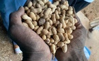 Suspension des exportations d'arachides : les agriculteurs du bassin arachidier s'opposent à la décision
