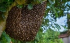 Niakhar : une attaque d'abeilles à Tella Yaar Gouye fait un mort