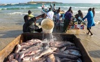 La COJAPIS réclame des assises nationales pour résoudre la crise du secteur de la pêche