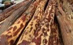 Gabon : trafic de bois précieux