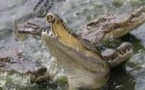 Alerte à Bignona: un groupe de crocodiles sème la terreur au barrage d'Afignam
