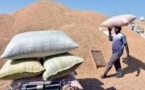 Récoltes d'arachide dans la région de Kaffrine : une campagne 2024-2025 prometteuse malgré les défis