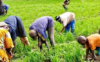 Agriculture : La production augmente de 57% en 2015