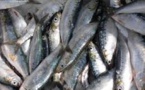 Pêche : Environ 600 mille Sénégalais s’activent dans le secteur