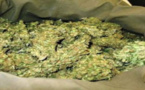 Trafic de drogue : 100 Kg de Chanvre indien saisis à Pikine