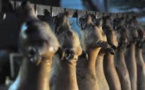 Ziguinchor: un réseau de vente de viande de chien démantelé