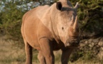 Afrique du Sud : la vente de corne de rhinocéros autorisée pour lutter contre… le braconnage