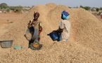 Commercialisation arachidière : 2356 tonnes collectées à Tambacounda (DRDR)