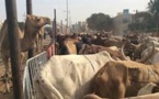 Forail de Mbao: la mésentente s’installe entre éleveurs sénégalais et étrangers