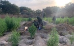 Lutte contre le trafic de drogue : plusieurs hectares de chanvre indien détruits à Kolda par l’Armée