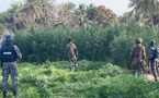 ​Département de Bignona : l'armée et la gendarmerie lancent une vaste opération de sécurisation dans les îles Karone