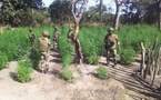 Casamance : plusieurs champs de chanvre indien détruits dans les îles Karones 