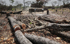 Environnement : plus de 339 000 hectares de forêts perdus en 18 ans au Sénégal (expert)