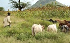 Thiès: plus de 300 plaintes enregistrées dans les conflits entre éleveurs et agriculteurs