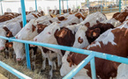 Autosuffisance en lait : le ministère de l’Élevage réceptionne 1 250 génisses gestantes
