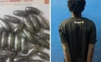 ​Trafic de drogue : un individu arrêté avec 26 boulettes de cocaïnes par la brigade de recherche de Ziguinchor