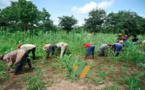 Sénégal-Agriculture : 20 Milliards additionnels seront investis dans le PRODAC en 2016