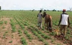 Retard dans le démarrage de la campagne de contre saison chaude : les agriculteurs de Dandé Mayo haussent le ton