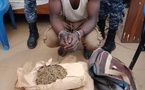 Trafic de drogue : les brigades de Fimela et de Sokone saisissent plusieurs kilogrammes de chanvre indien